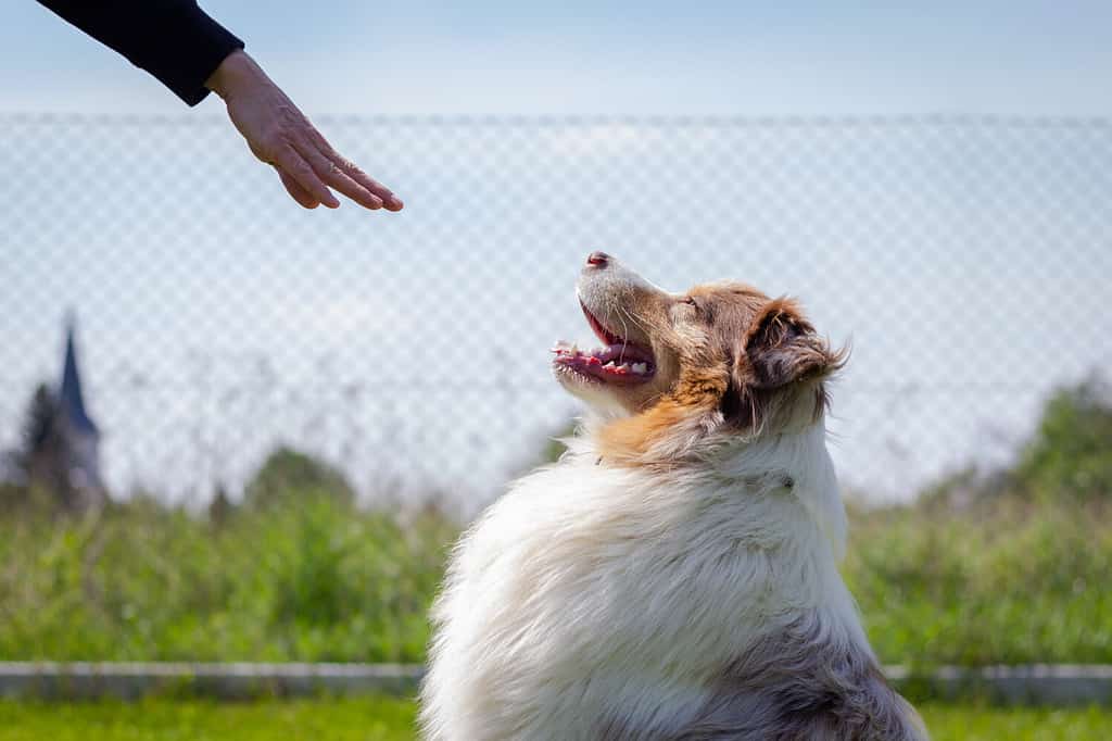 Training Australian Shepherd. Woman gesture command stay by hand to her dog. Training animal obedience