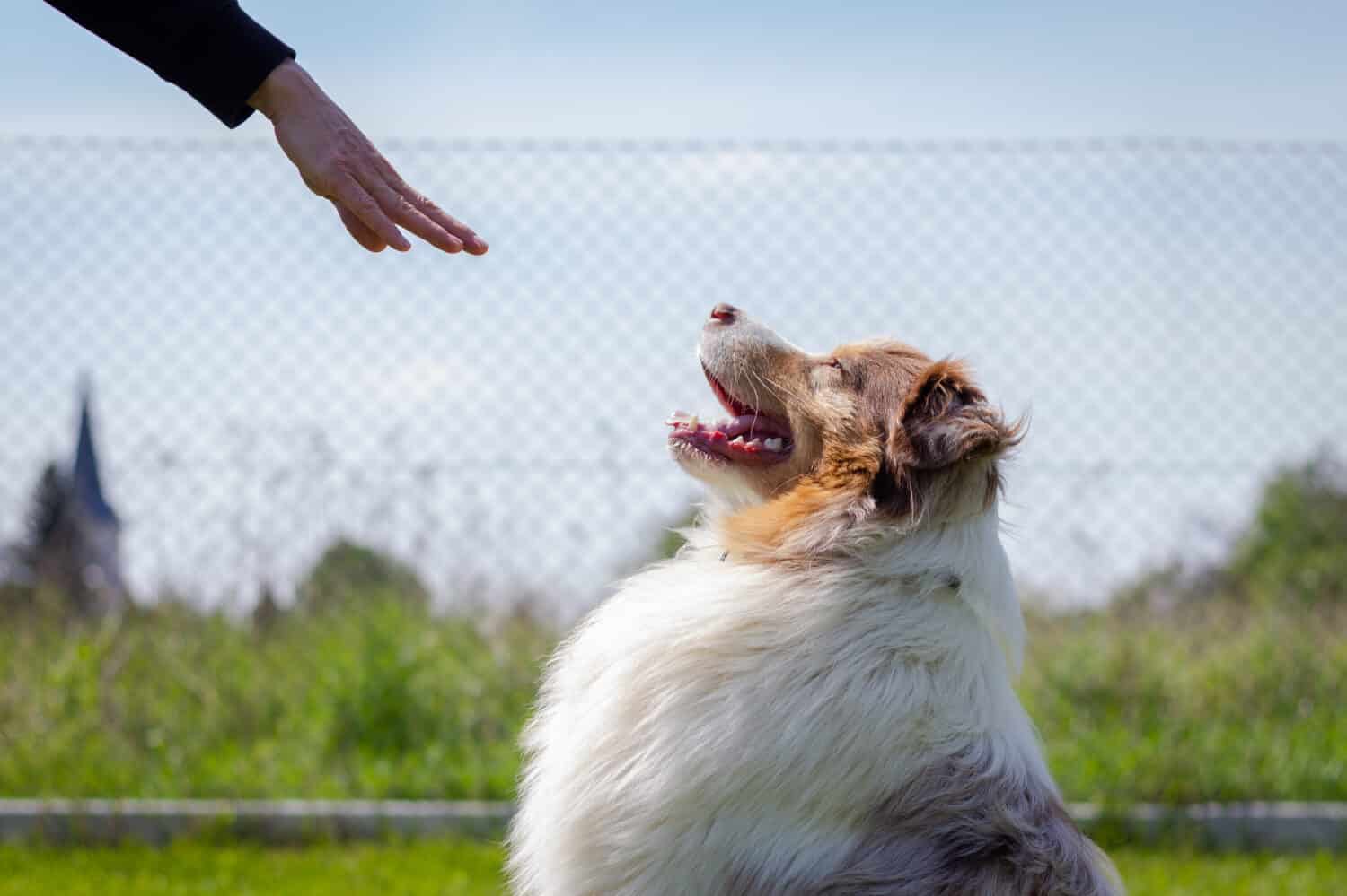 Training Australian Shepherd. Woman gesture  command stay by hand to her dog. Training animal obedience