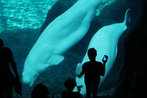 The 3 Largest Aquariums in Canada Picture