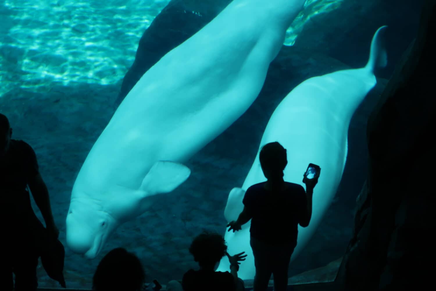 Beluga whales playing in an aquarium