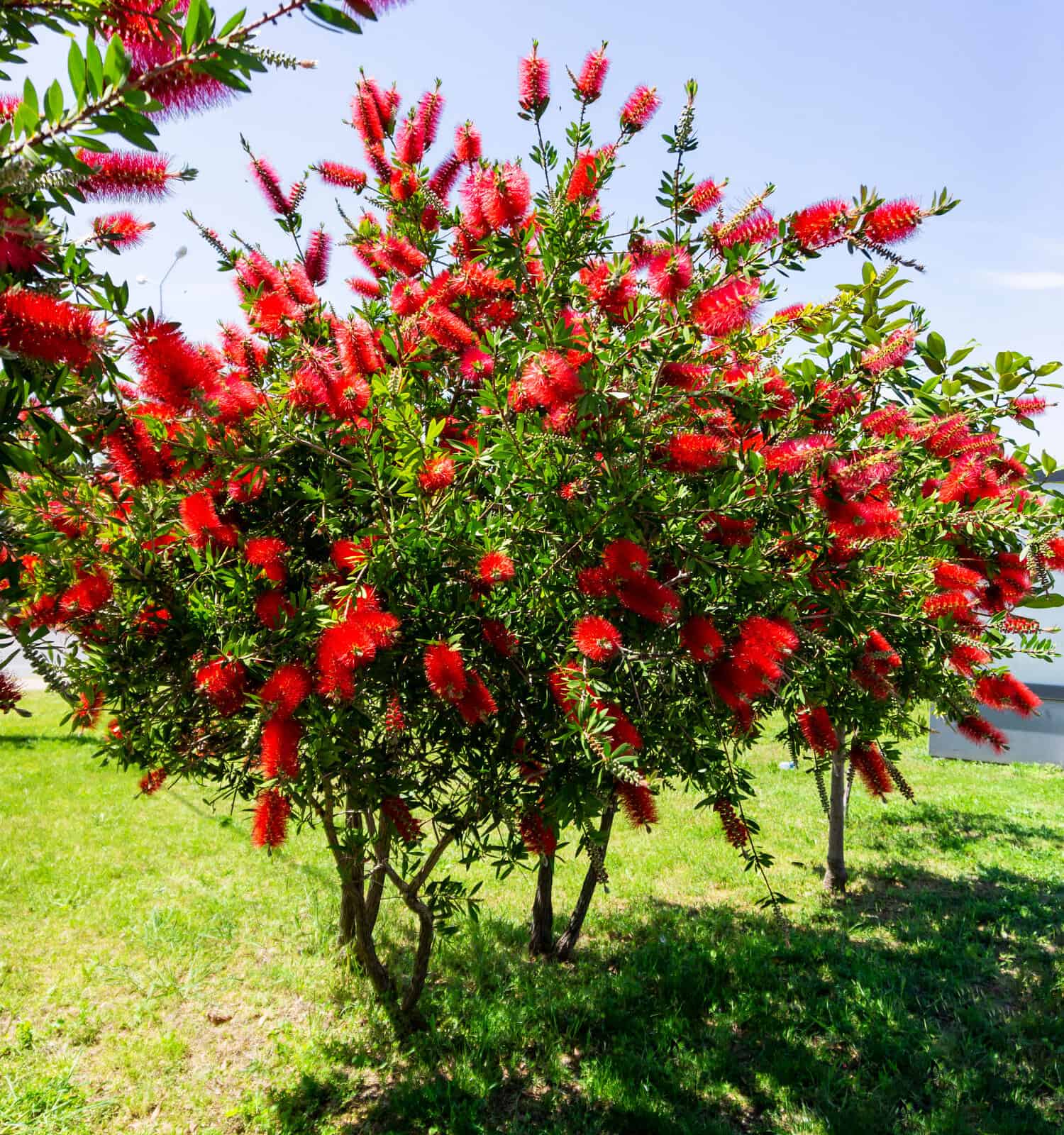 Callistemon is a genus of shrubs in the myrtle family