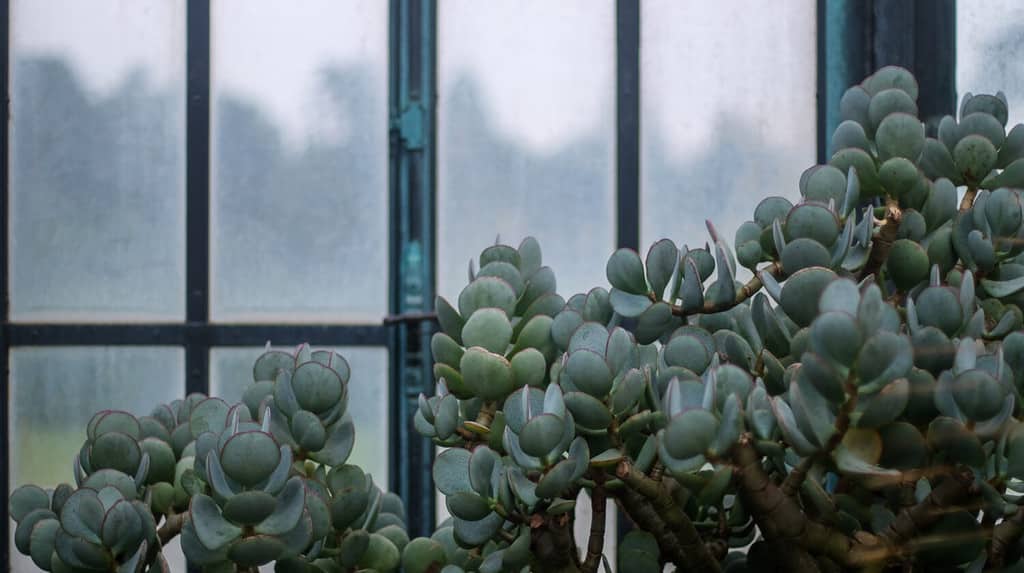 Growing jade indoors or outdoors. Jade succulents grow in front of a window.
