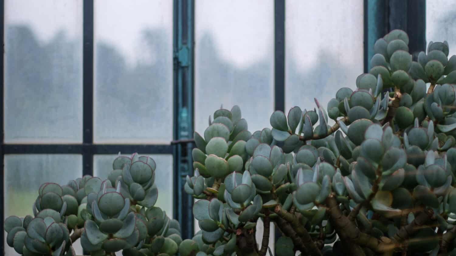 Jade succulents grow in front of a window.