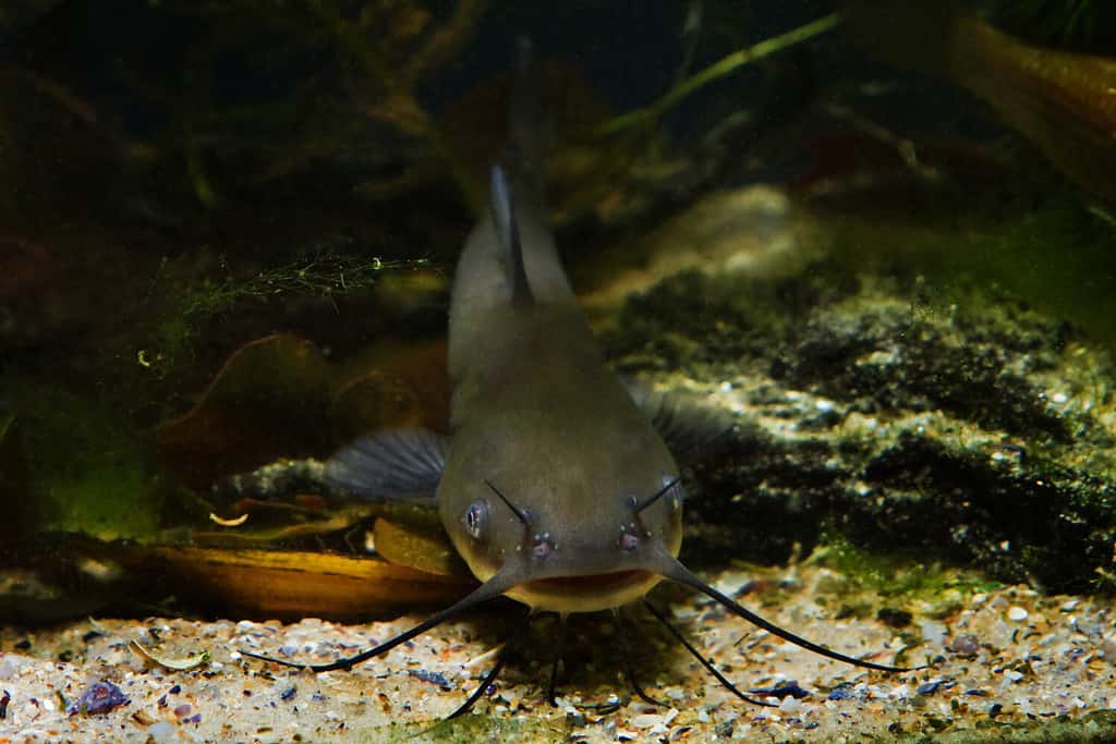 head, barbels and large mouth of a juvenile dangerous freshwater predator channel catfish, Ictalurus punctatus in cold-water reservoir biotope fish aquarium