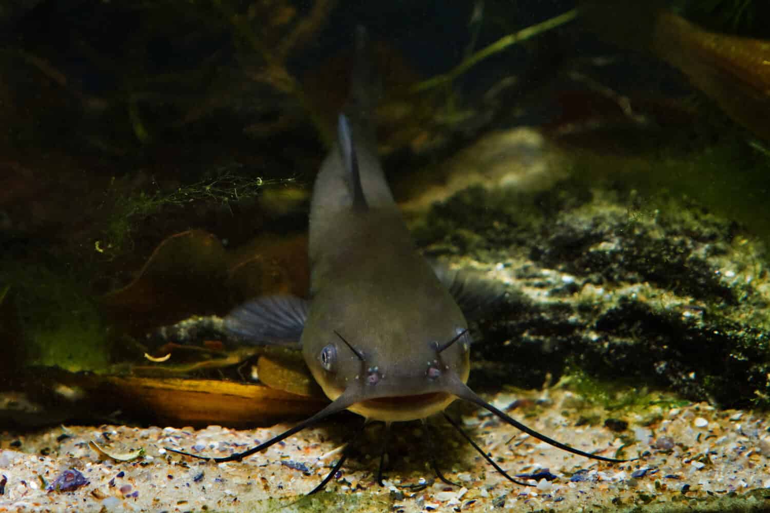 head, barbels and large mouth of a juvenile dangerous freshwater predator channel catfish, Ictalurus punctatus in cold-water reservoir biotope fish aquarium