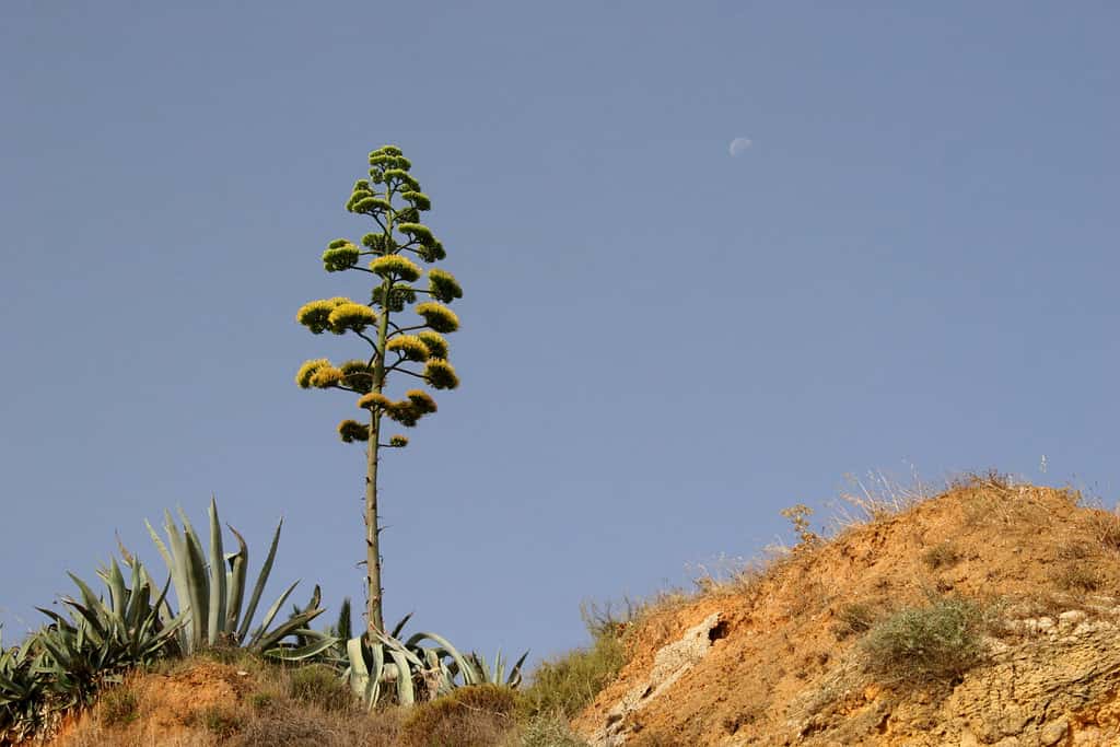 Blooming plant of sentry plant or century plant or maguey or American aloe (Agave americana)