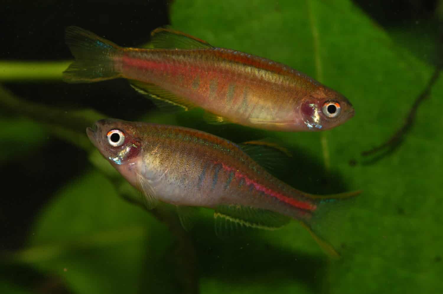 Danio choprai Glowlight danio  is a small aquarium fish from Burma (Myanmar). It is suitable for small aquariums and nanotanks.