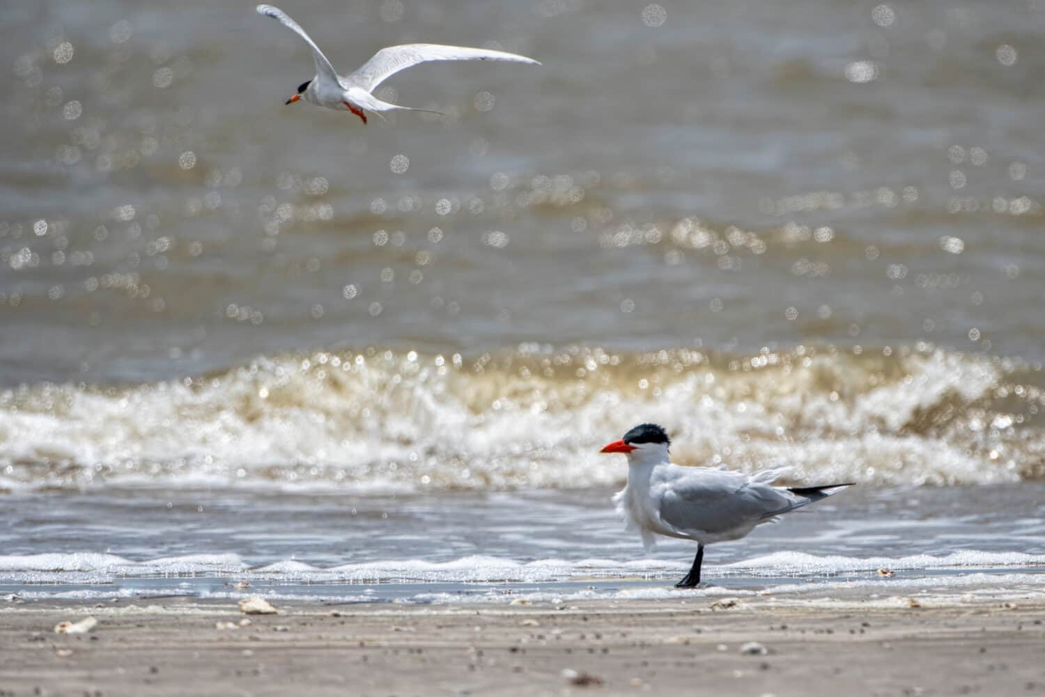 Holly Beach La Cabin Rentals