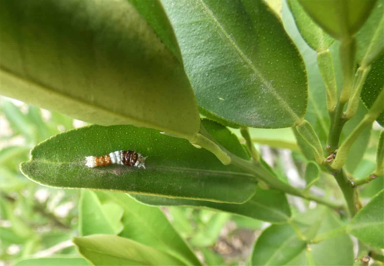A young Australian citrus swallowtail caterpillar on a citrus leaf, against green, leafy background
