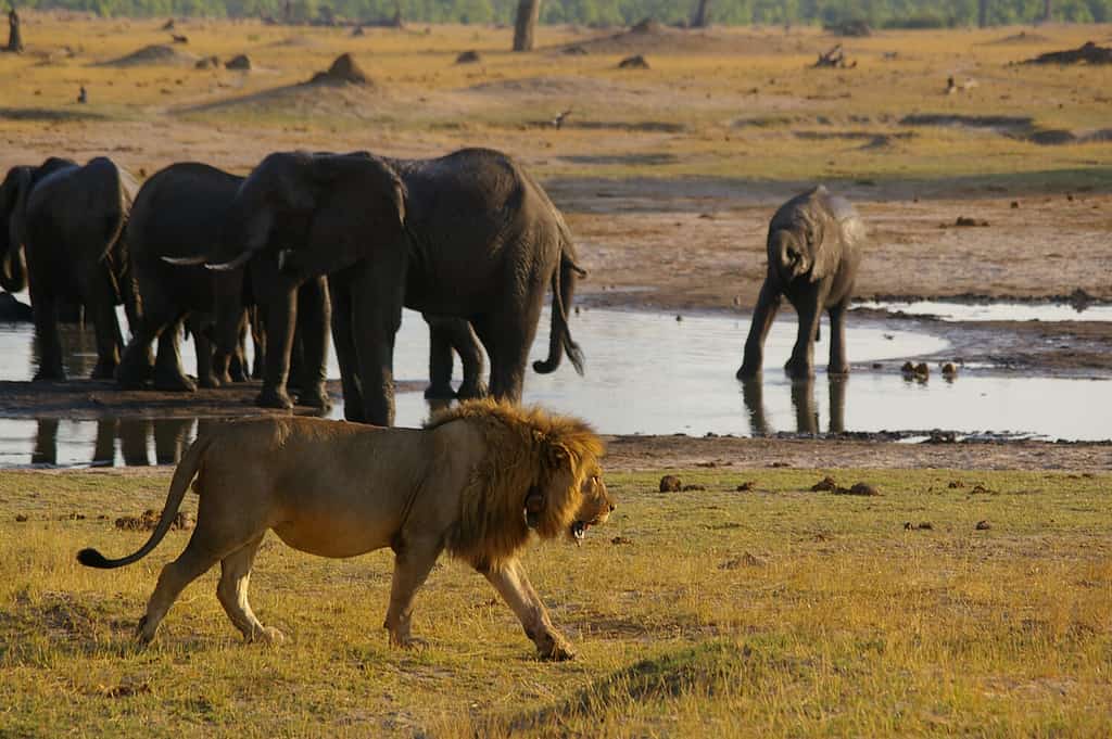 Lions and elephants often meet one another at the watering hole.