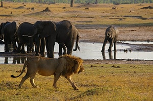 Witness an Elephant Family Form a Single Unit of Strength to Chase Off a Pride of Lions photo