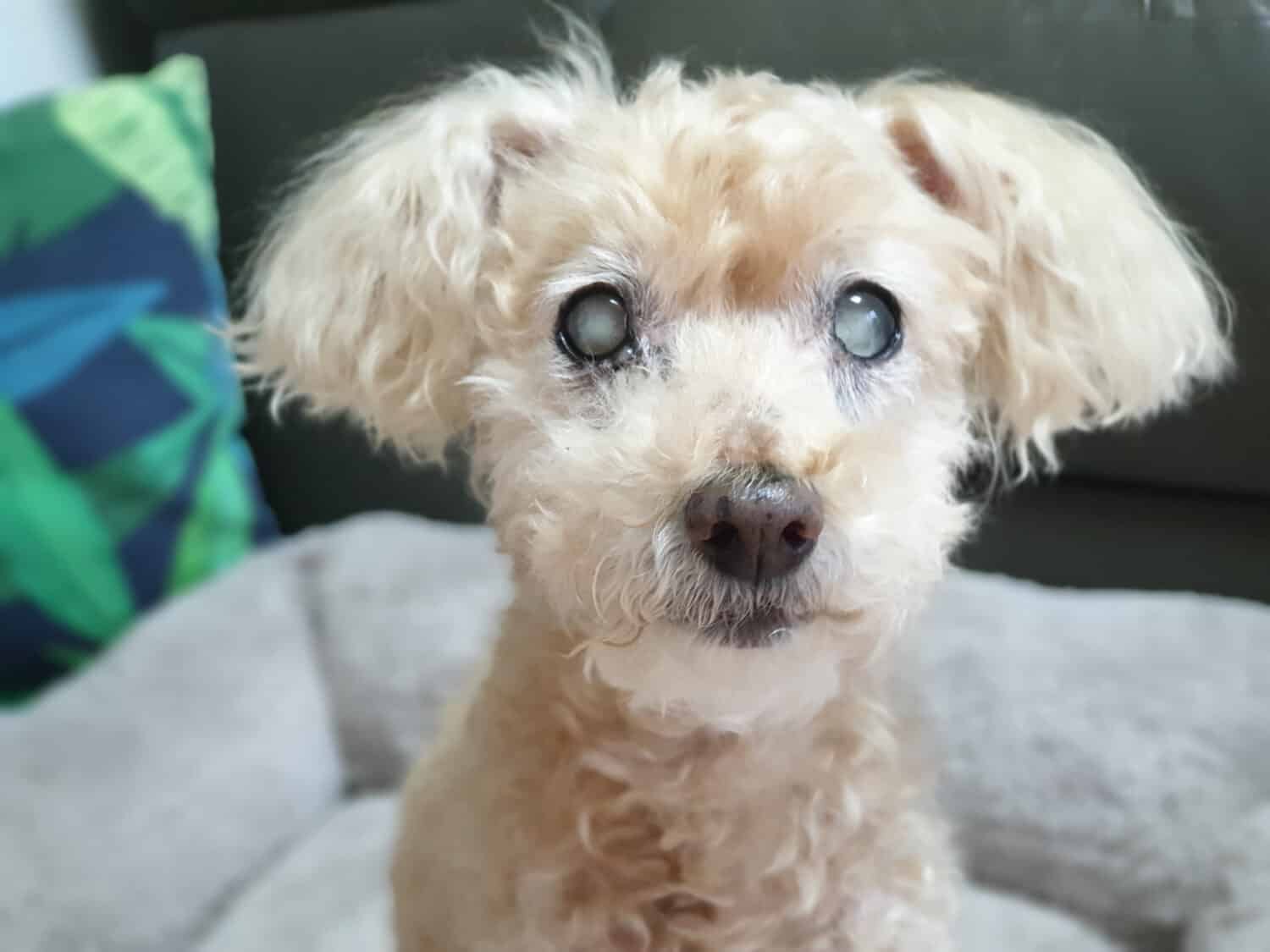 old blind poodle dog with cataracts in his eyes, Poodle sitting on cushion