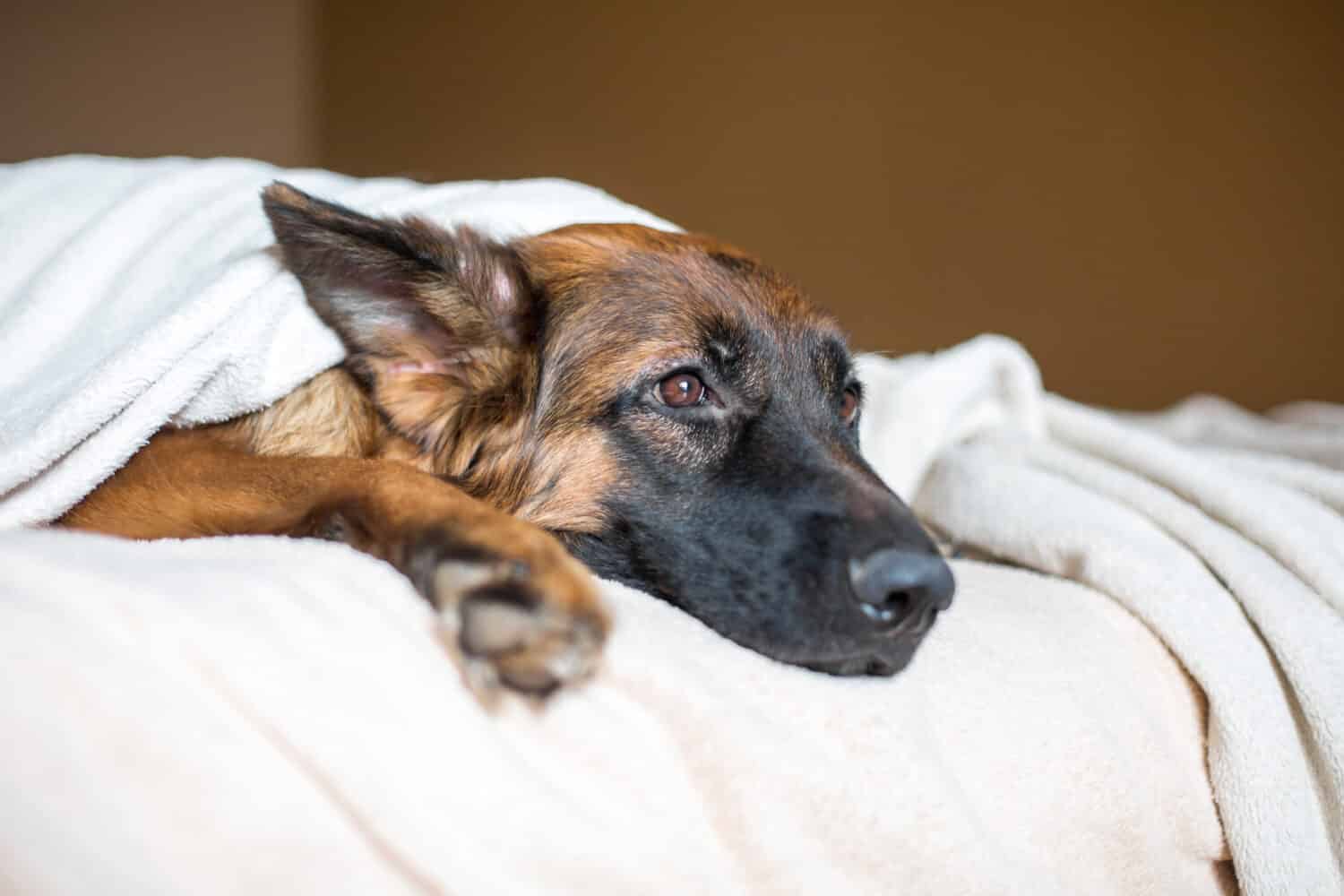 Cute German Shepherd in a blanket on bed. Lovely dog in home.