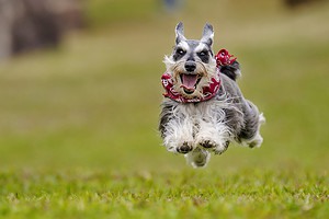 Miniature Schnauzer Prices in 2024: Purchase Cost, Vet Bills, and More! Picture