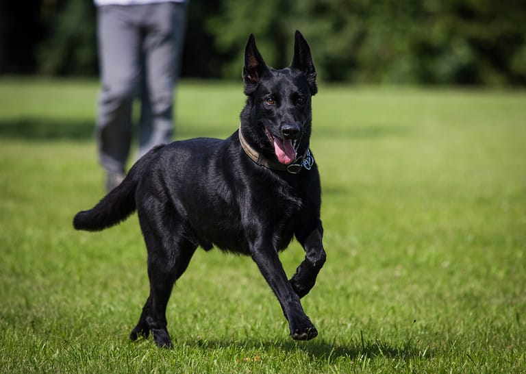 Malinois - Belgian shepherd dog