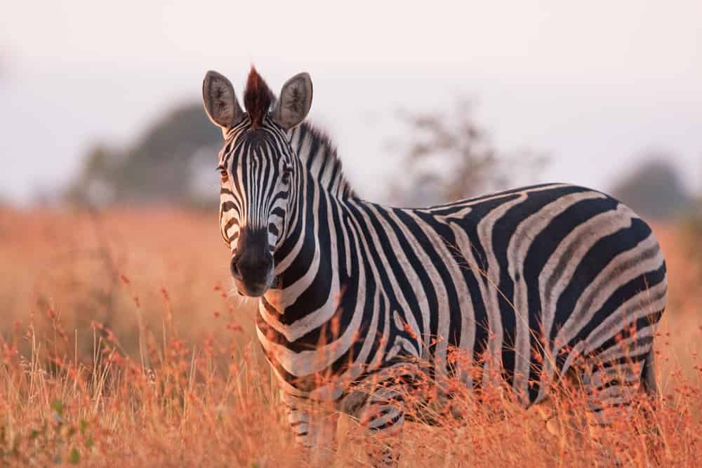 plains zebra, equus quagga, equus burchellii, common zebra, Kruger national park