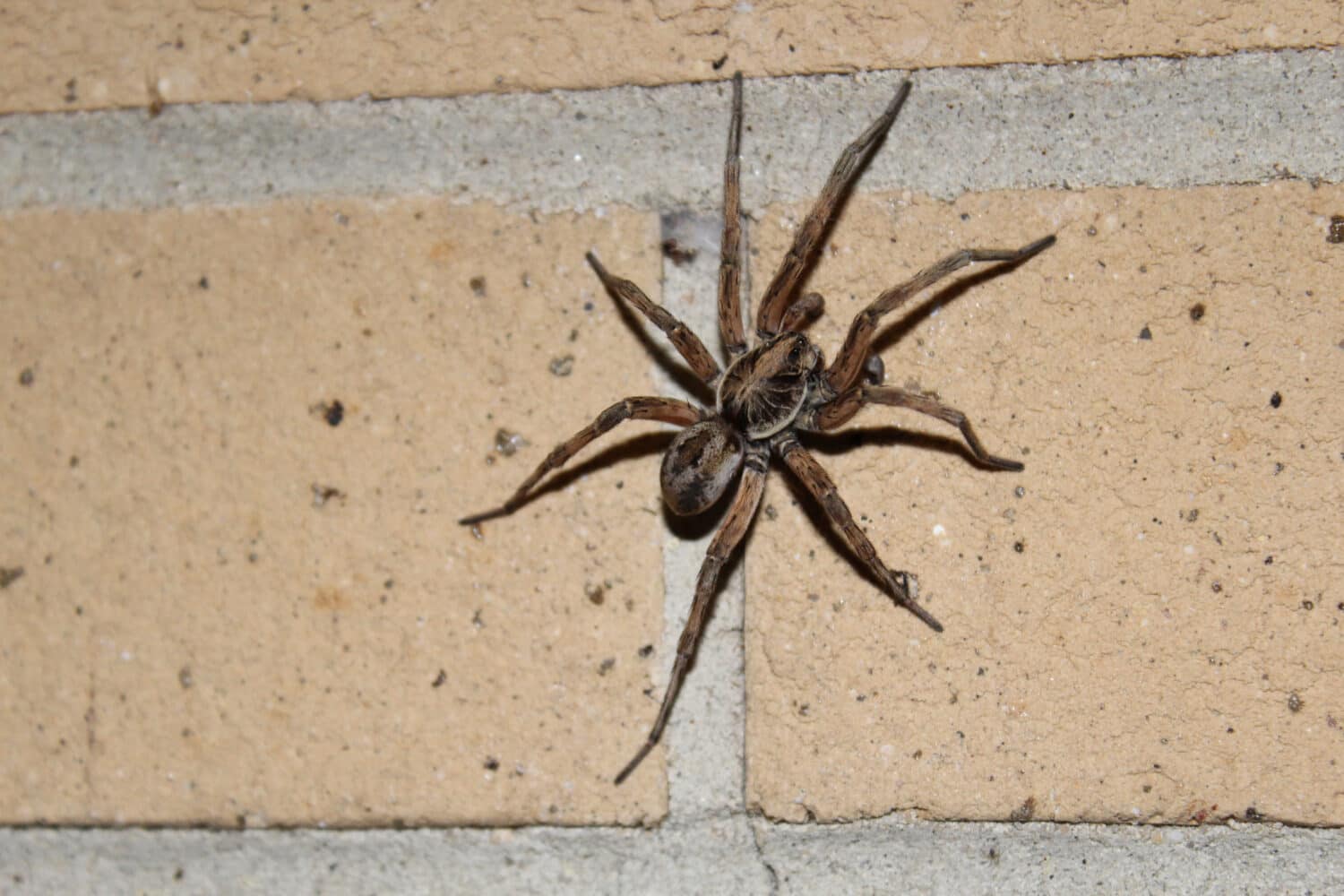 Wolf spider on a brick wall
