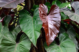 Caring for Your Philodendron Erubescens: 10 Tips for a Healthy Plant Picture
