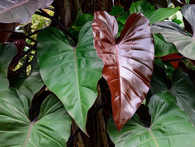 A Caring for Your Philodendron Erubescens: 10 Tips for a Healthy Plant