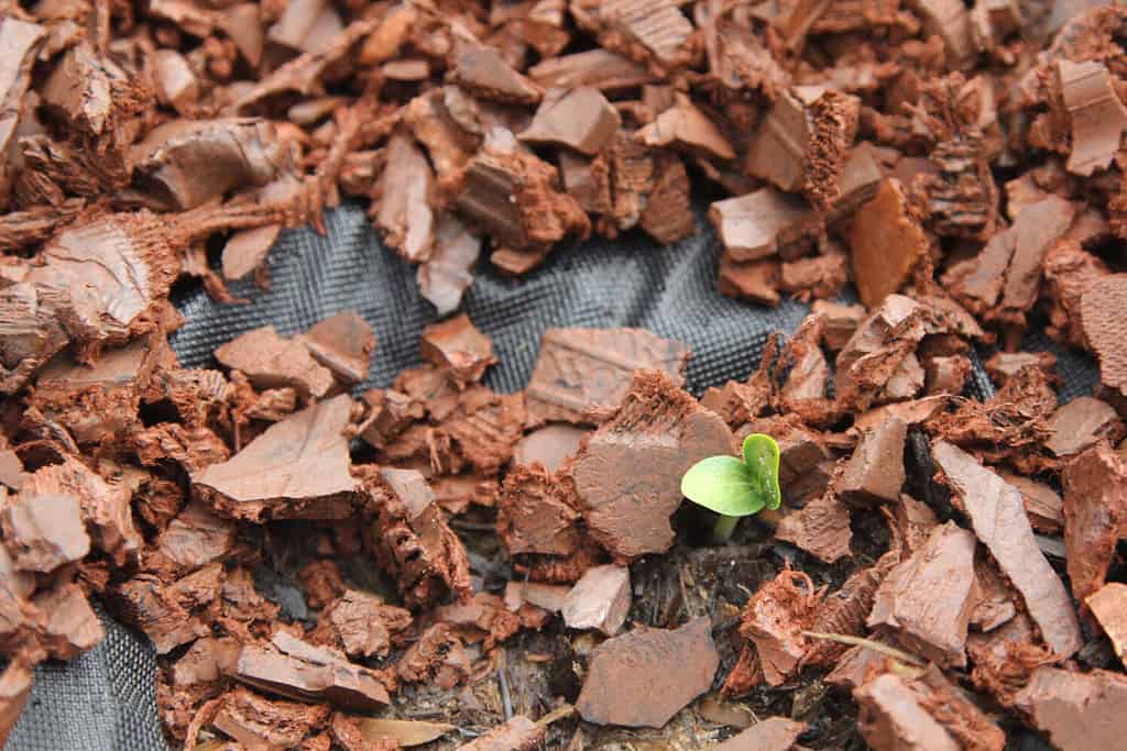 Squash Sprout Emerging from a Black Tarp with Red Rubber Mulch