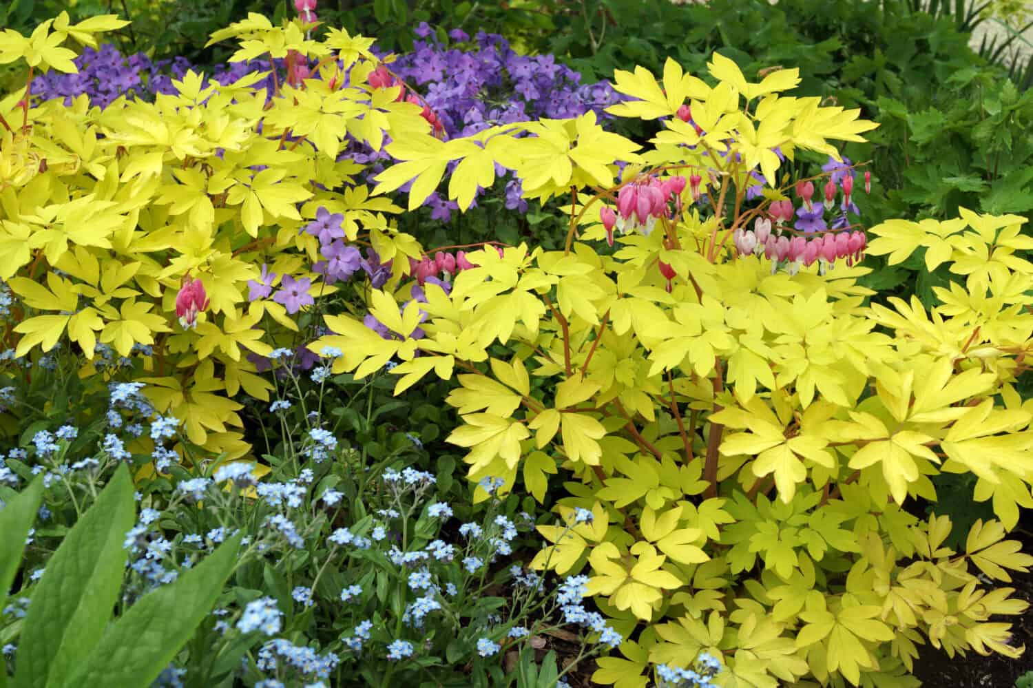 Vertical image of 'Gold Heart' bleeding heart (Lamprocapnos [formerly Dicentra] spectabilis)  with forget-me-nots (Myosotis sylvatica) and 'Sherwood Purple' creeping phlox (Phlox stolonifera)
