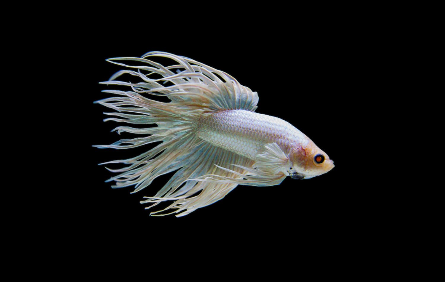 Albino Full Platinum Crowntail fish 