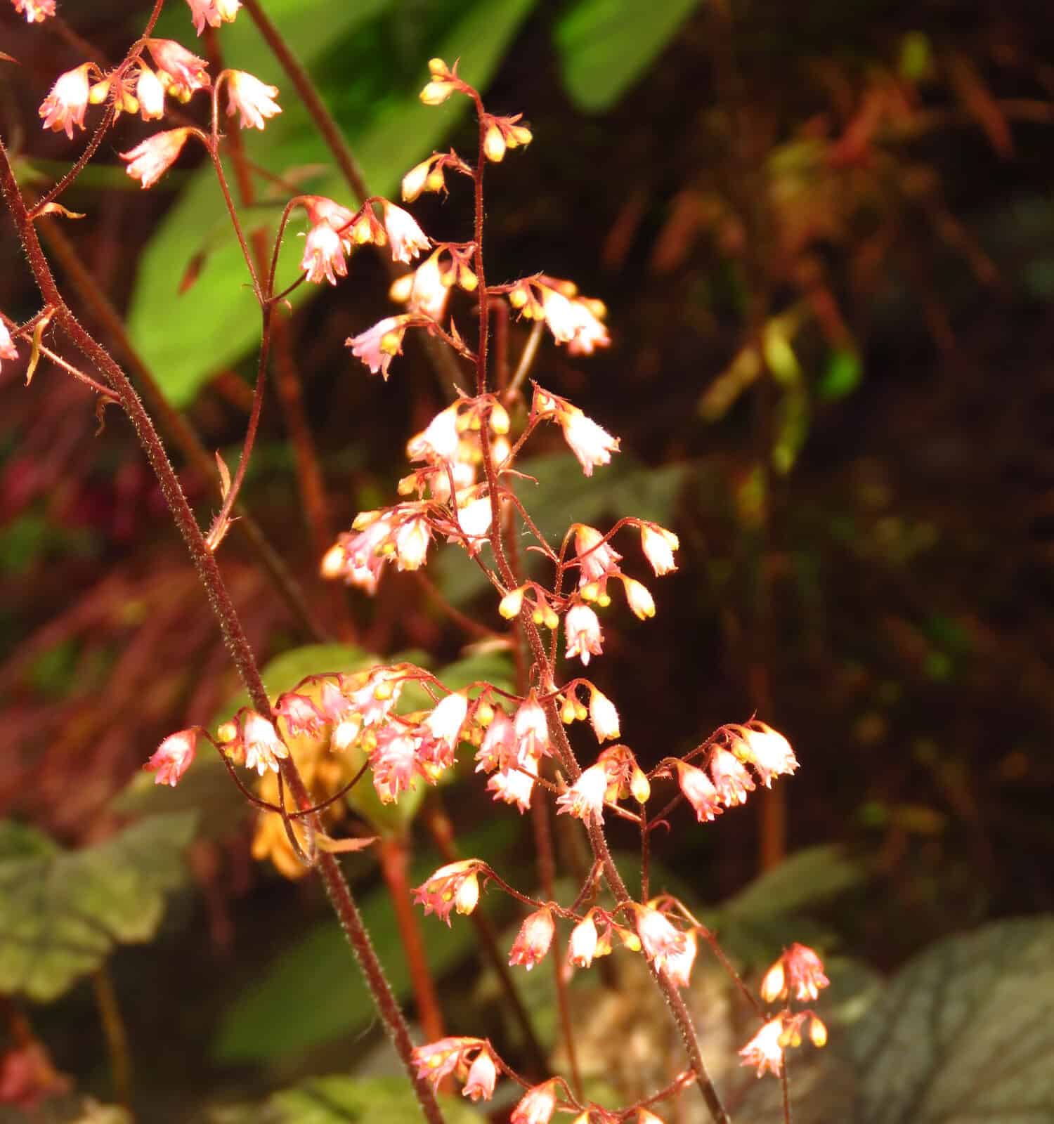 flowers of American alumroot, Heuchera americana,