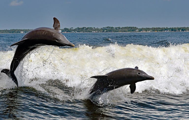 To the delight of vacationers from around the world, dolphins frolic in the bays of the Alabama Gulf Coast.