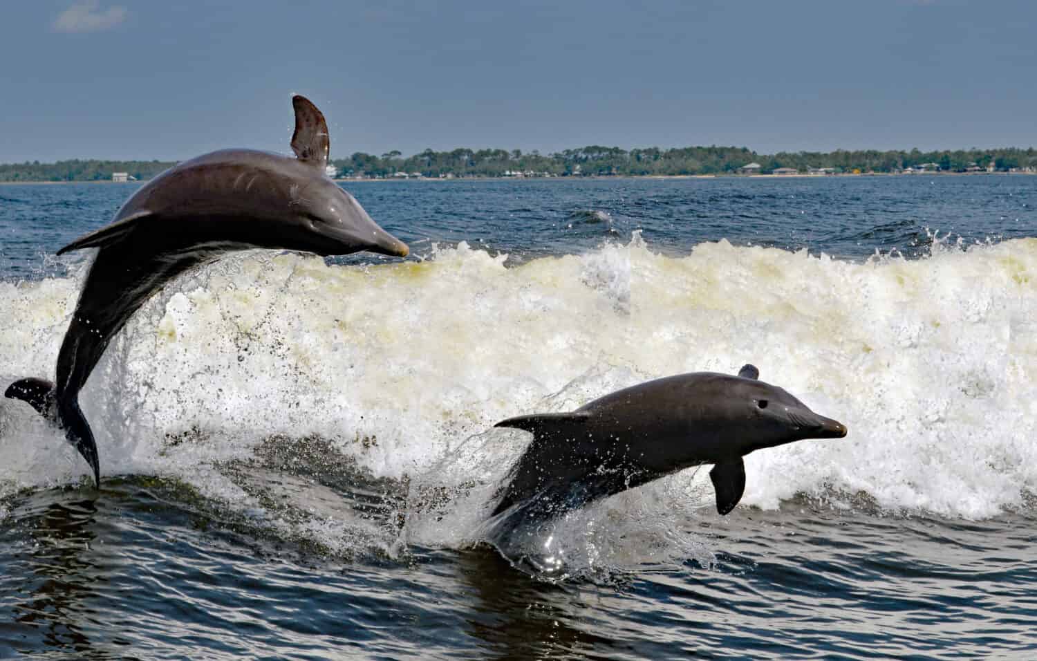 To the delight of vacationers from around the world, dolphins frolic in the bays of the Alabama Gulf Coast. 