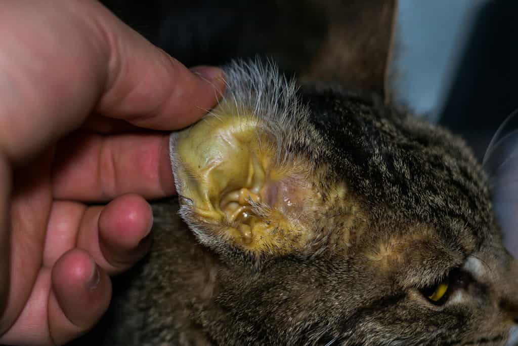 adult cat with liver faiure, jaundice skin and dehydration