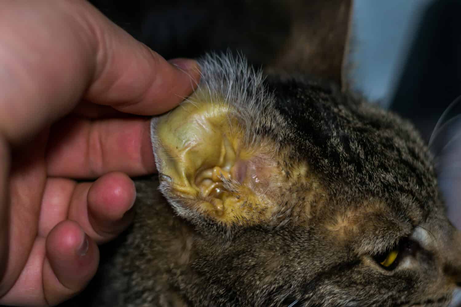 adult cat with liver faiure, jaundice skin and dehydration