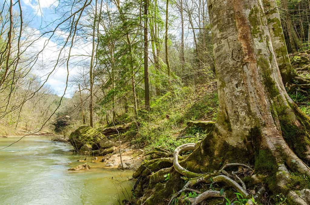William Bankhead National Forest in Alabama State of US.