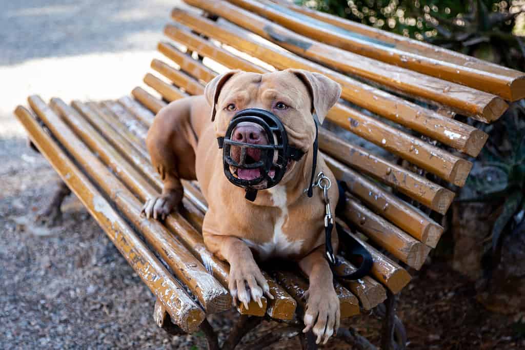 Golden Pit Bull Terrier with a black muzzle lying on a public bench