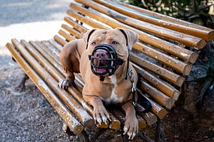 Should You Muzzle a Pit Bull? When to Use and Tips on Muzzle Types Picture