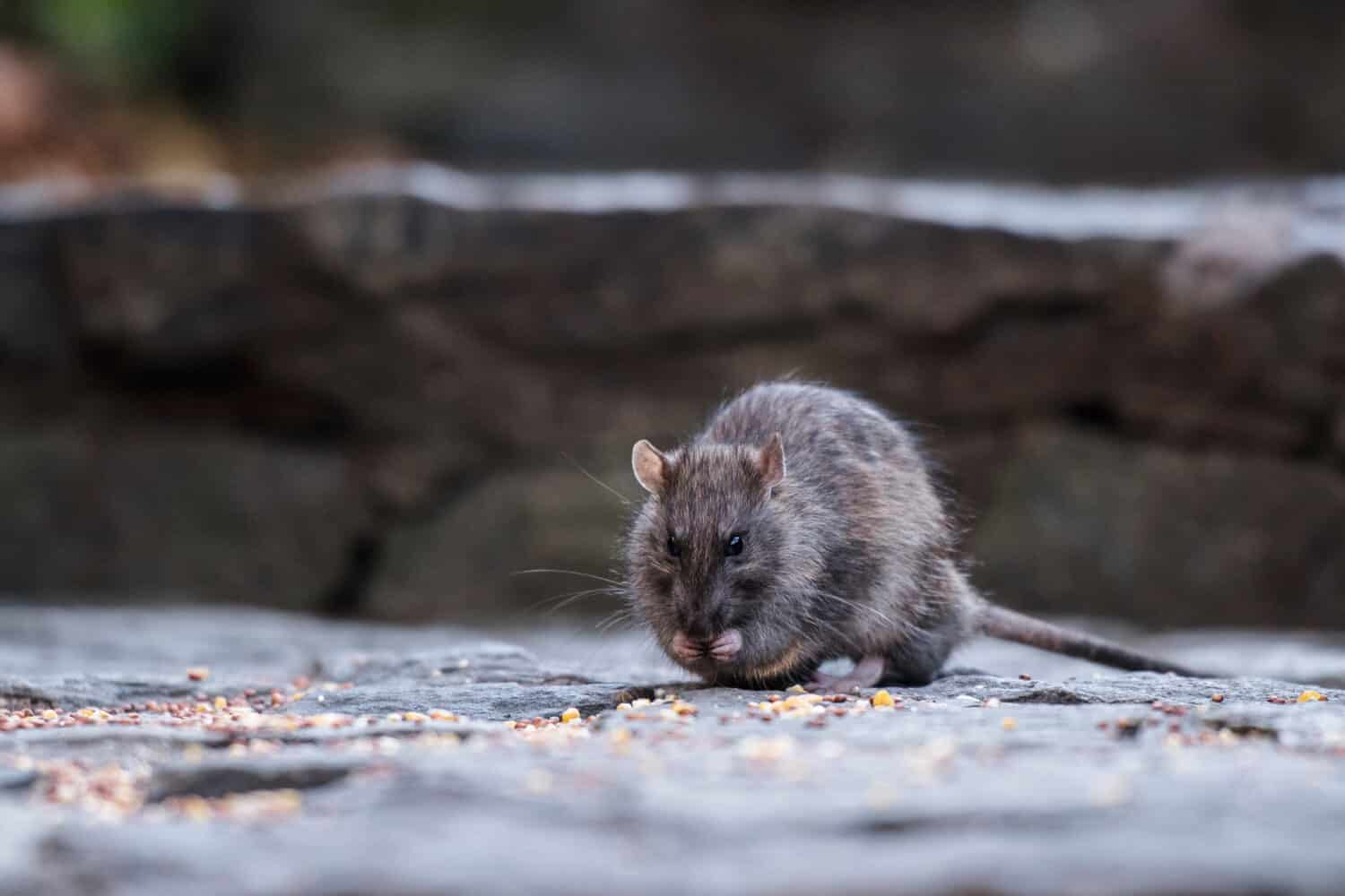 New York, United Stated; 11 23 2017: Rat seen eating seeds in Central Park
