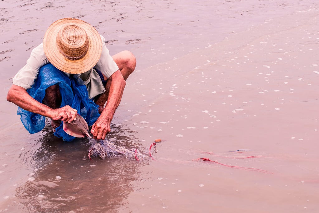 Fisherman saving a baby stingray stuck in a fishing net
