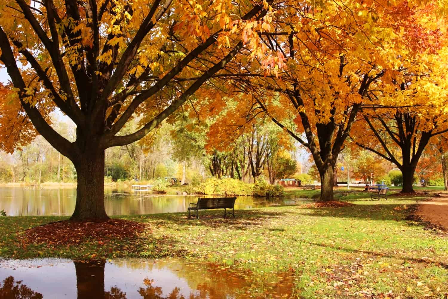 Beautiful colorful autumn nature background. Beautiful autumn landscape with colorful trees around the pond and bench in a city park. Lakeview park, Middleton, Madison area, WI, USA.