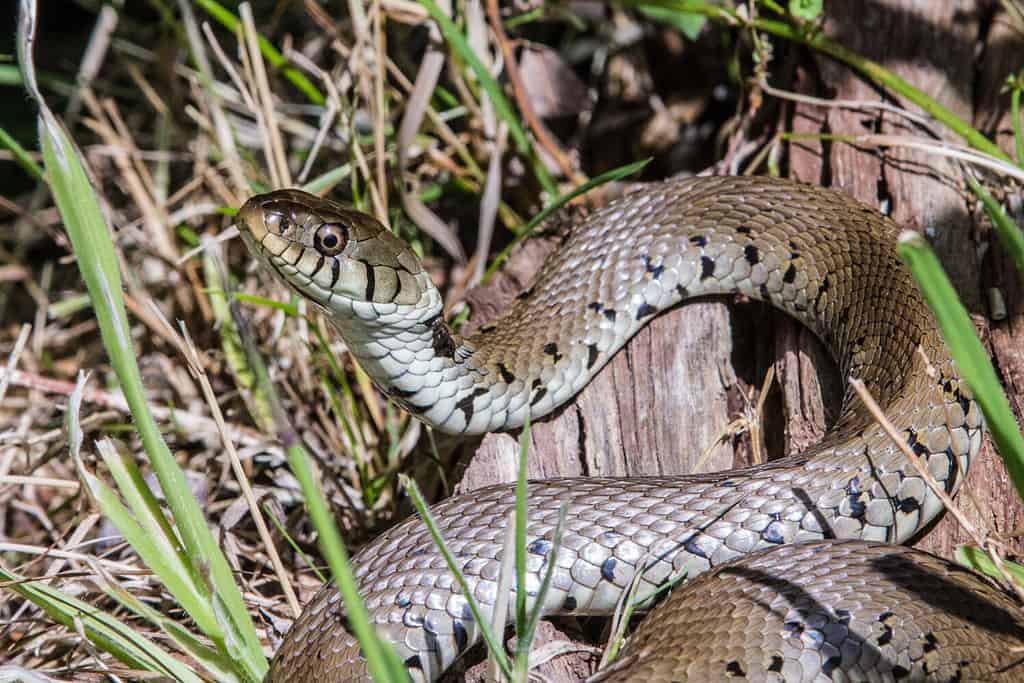 Barred grass snake (Natrix helvetica) basking in the sun full profile