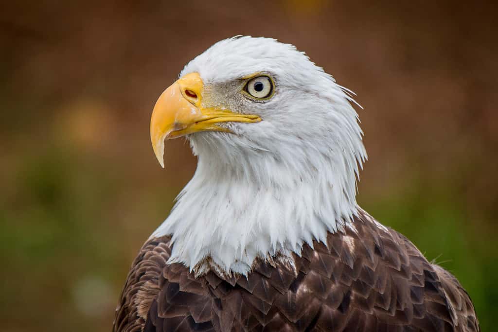 American Bald Eagle out posing at Florida Everglades