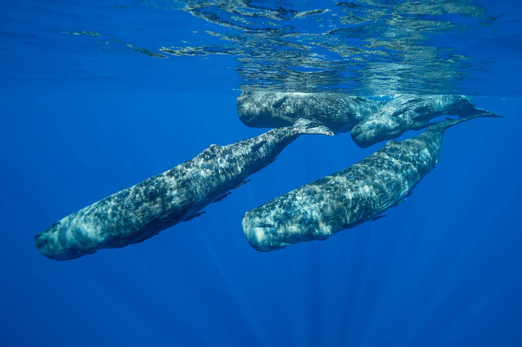 Pod of Sperm Whales in a social group, Indian Ocean, Mauritius.