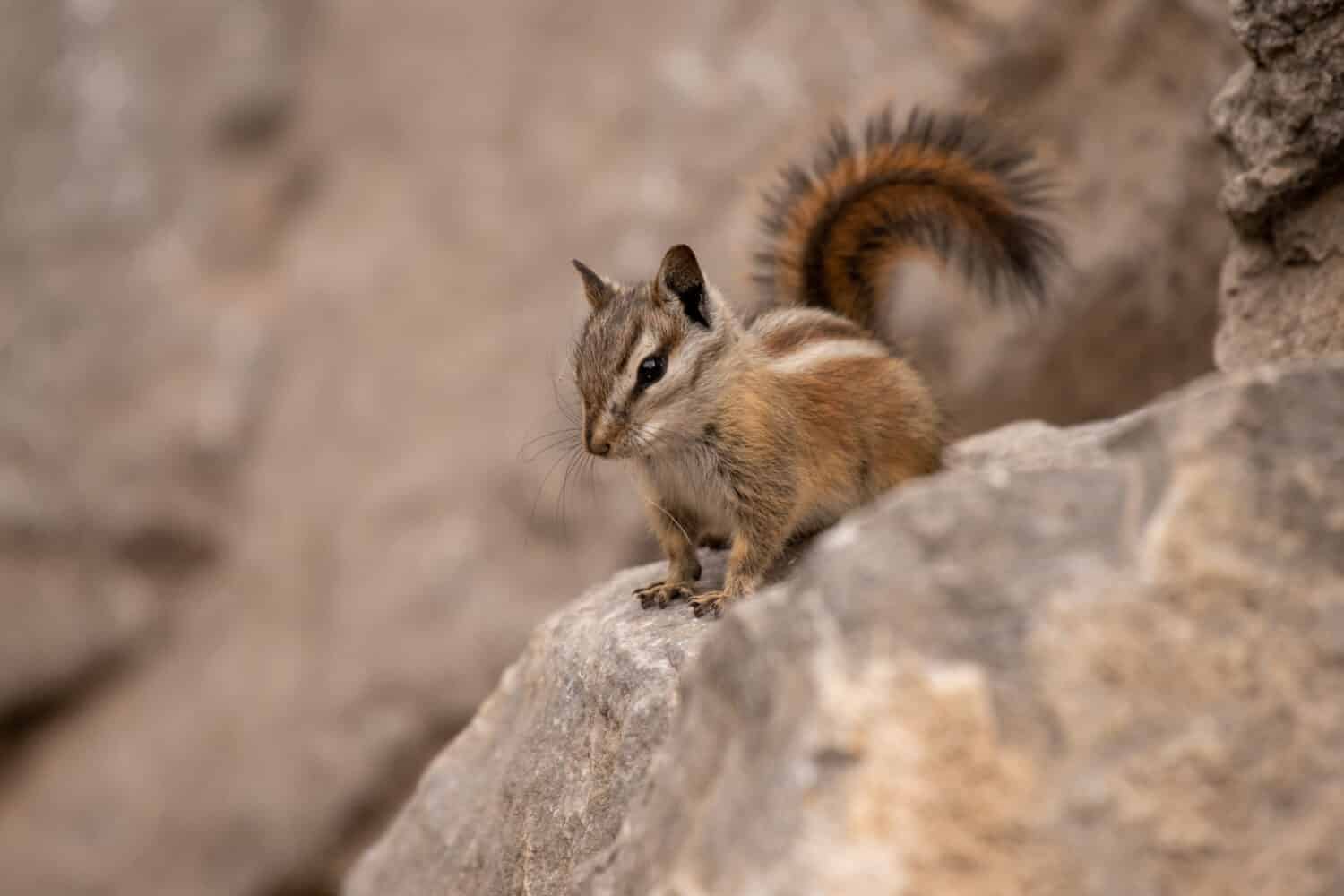 A Palmer's Chipmunk, an endemic species to the Spring Mountains near Las Vegas, Nevada.