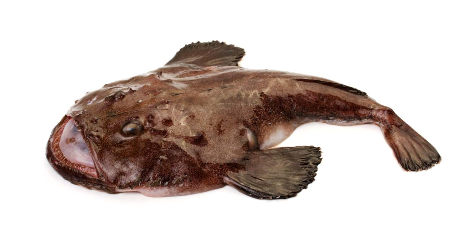 Big Monkfish (Lophius piscatorius) on a white background