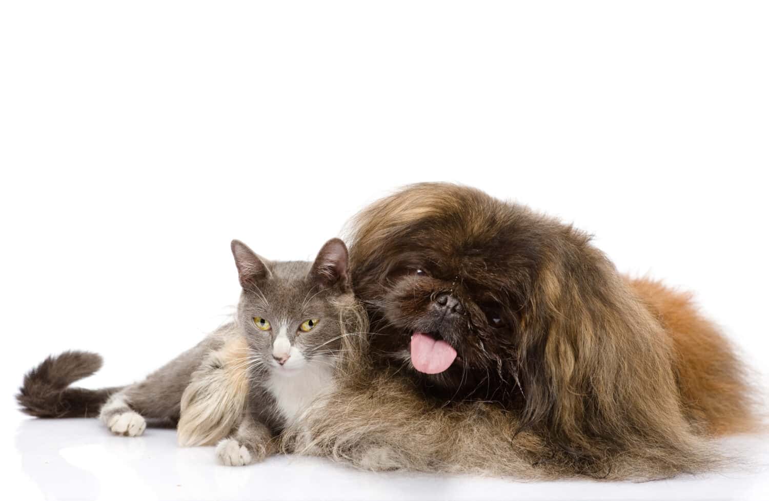 Pekingese dog hugging cat. isolated on white background