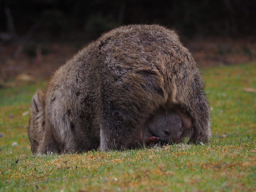 Wombat with baby in Tasmania