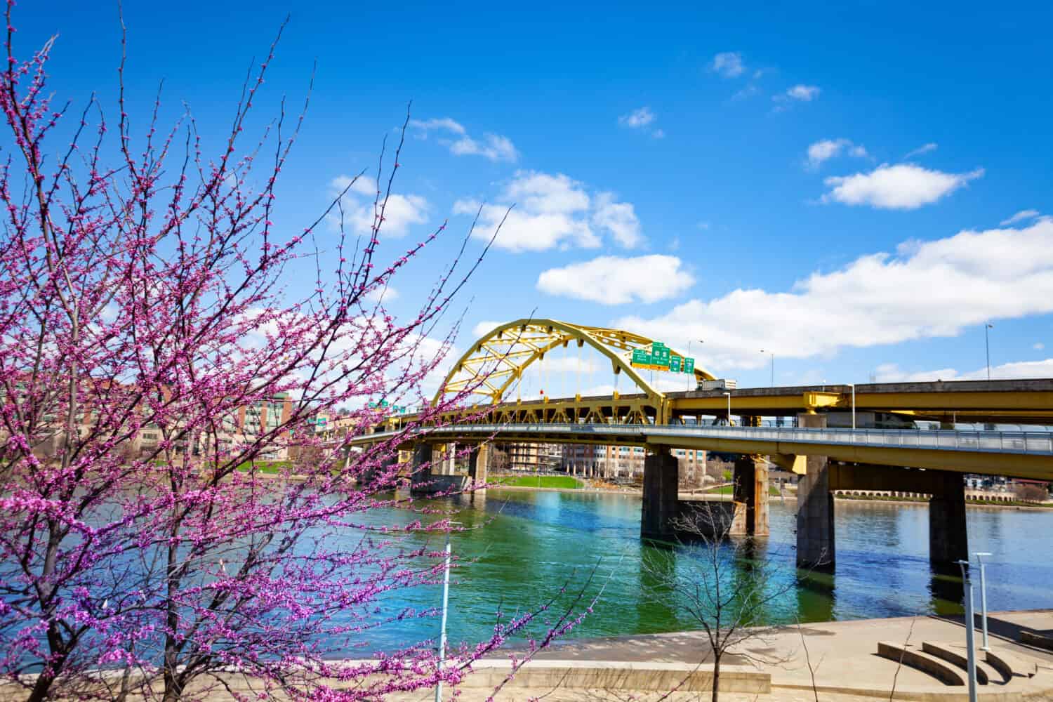 Fort Duquesne Bridge and spring flowers tree