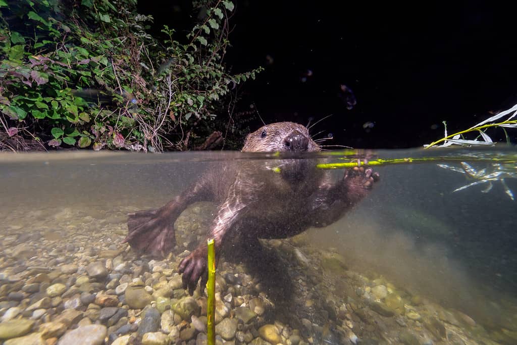 Beaver (Castor fiber) living in River (Traisen). Underwater shooting in natural habitat.