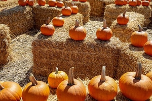 Explore the 8 Best Pumpkin Patches in Arizona For a Great Fall Adventure Picture