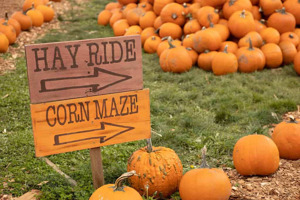 Hay ride and corn maze sign with orange pumpkins in the fall