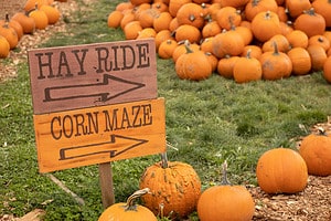 Explore the 10 Best Pumpkin Patches in Pennsylvania for a Great Fall Adventure Picture