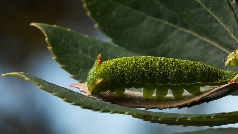 The two-tailed pasha or foxy emperor (Charaxes jasius)
